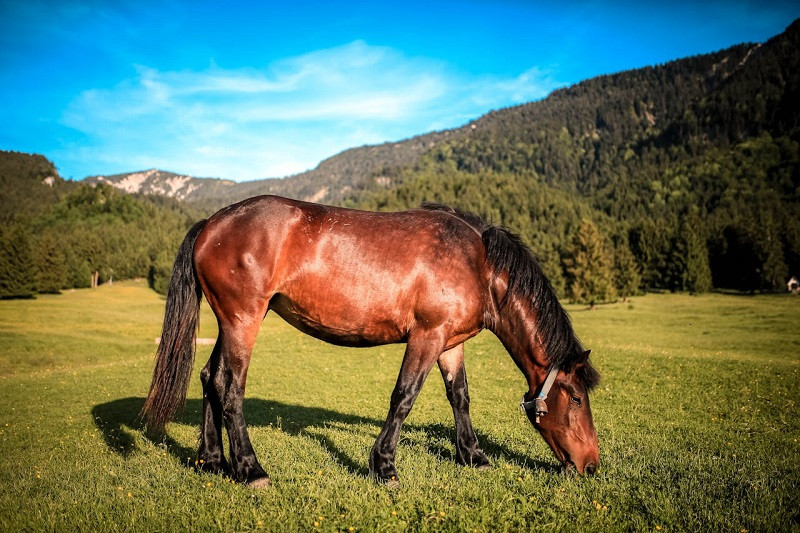 Boswellia serrata in horse supplements